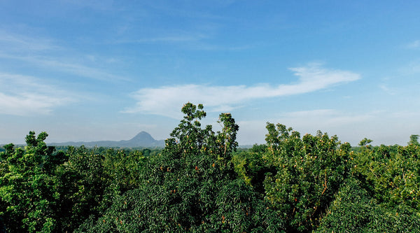 Forestation WOOD Be Your Legacy
