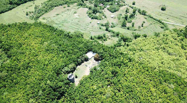 The Beginnings of MARSSE Tropical Timber