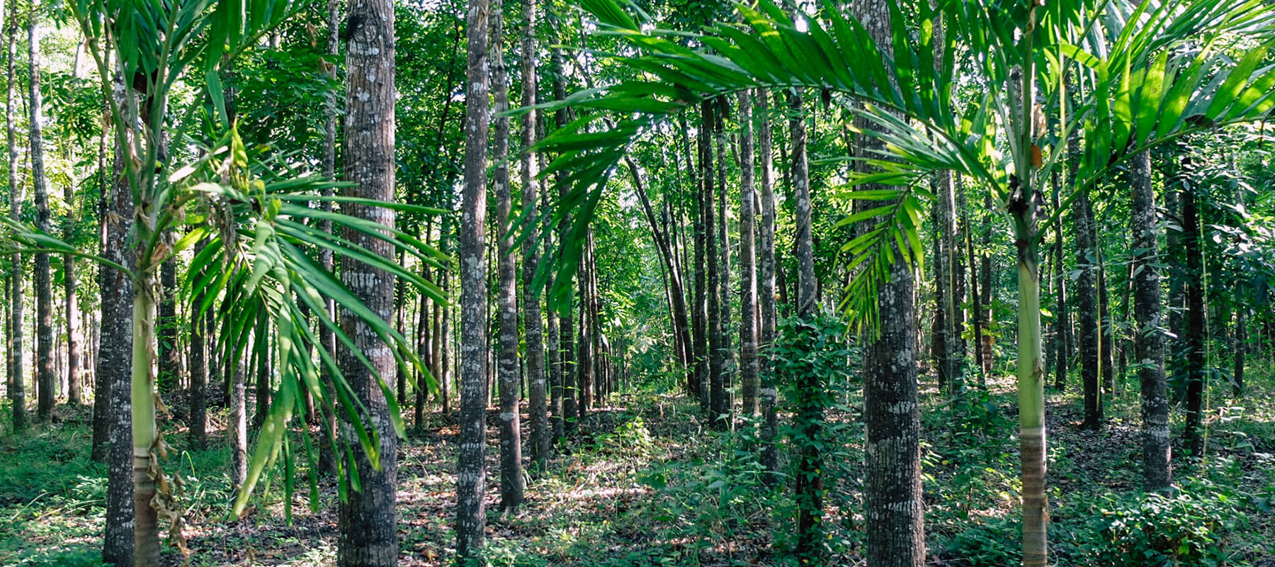 Tree Frarm Tree Farm – SustainablyMade® by MARSSE